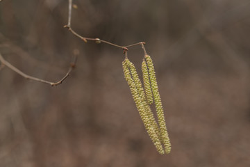 Gesundheit, Haselnussblüte