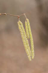 Gesundheit, Haselnussblüte