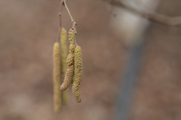 Gesundheit, Haselnussblüte