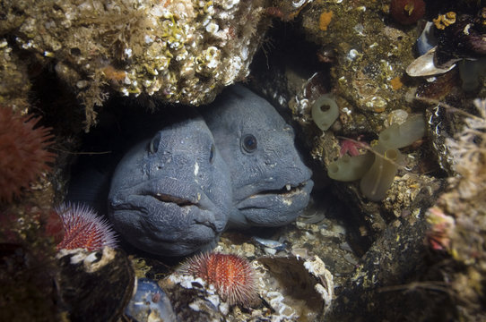 Two Atlantic wolffish (Anarhichas lupus) looking out of hole, Saltstraumen, Bod&ouml;, Norway, October 2008