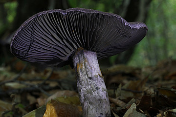 Pilz von unten