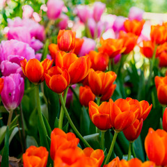 Obraz premium Beautiful Red tulip