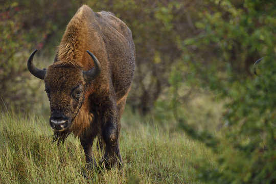 European bison or Wisent (Bison bonasus) part of reintroduced herd, Kraansvlak, Kennemerduinen, in the Zuid Kennemerland National Park, Netherlands. Images taken in a huge enclosure, where the bison live a completely wild life.