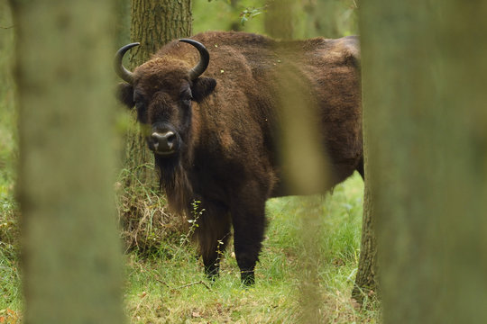 European bison or Wisent (Bison bonasus) looking between trees, Kraansvlak, Kennemerduinen, in the Zuid Kennemerland National Park, Netherlands. Images taken in a huge enclosure, where the bison live a completely wild life.
