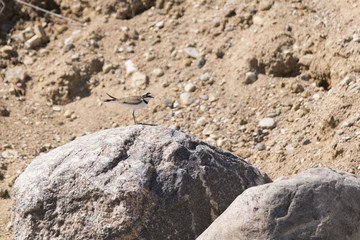 Little Ringed Plover on the stone