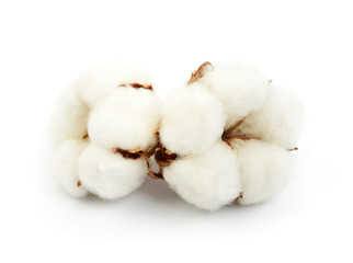 Cotton plant flower isolated on the white background