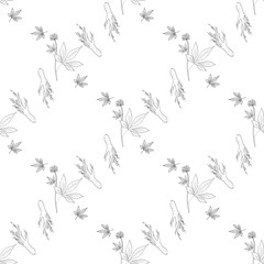 Root and leaves panax ginseng, sketch style. Hand draw vintage illustration of medicinal plants. For traditional medicine, gardening. Biological additives are. Seamless pattern.