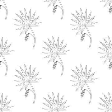 Saw Palmetto (Serenoa repens). Hand drawn botanical illustration. Medicinal tree. Seamless pattern.