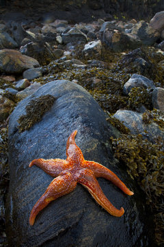 Starfish on rock at low tide, Dail Beag Beach, Lewis, Outer Hebrides, Scotland, UK, June 2009