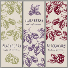 Set of vintage hand drawn blackberry raspberry vertical orientation banners. Vector illustration.
