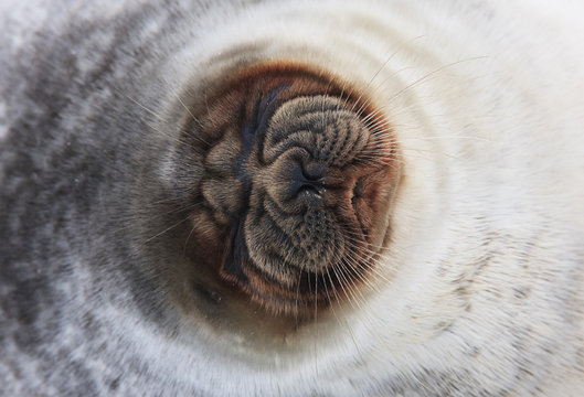 Ringed seal (Pusa hispida) close-up of face, Spitsbergen, Svalbard, Norway, March 2009 WWE OUTDOOR EXHIBITION. WWE BOOK