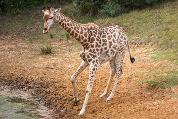 Giraffe at Waterhole