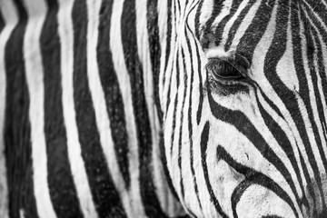 Naklejka na ściany i meble Zebra Closeup