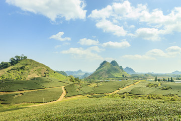 Fototapeta premium Green tea hills