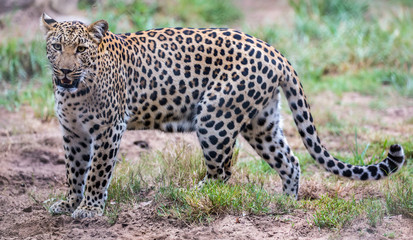 Naklejka premium Magnificent Leopard Big Cat