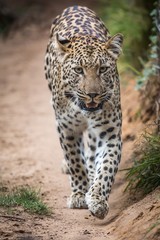 Fototapeta na wymiar Magnificent Leopard Big Cat