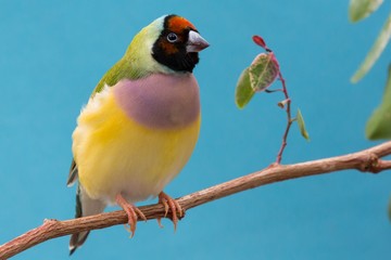 Pretty Female Gouldian Finch from Australia