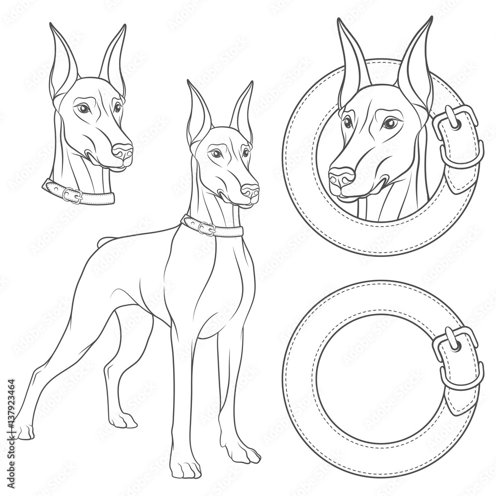 Poster set of illustrations with a doberman in a collar. isolated black and white vector objects on white b