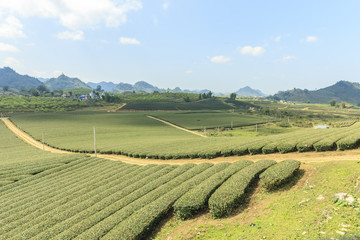 Green tea hills