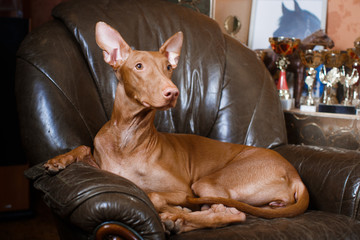 Pharaoh beautiful dog on the background wall