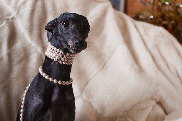 Italian greyhound dog lying on the couch