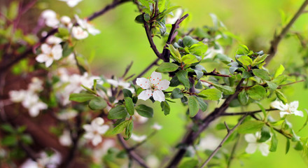 Spring flowers blooming white cherry closeup on a background  blurred green grass