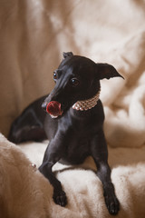 Italian greyhound dog lying on the couch