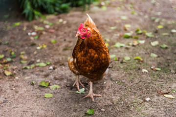 Huhn