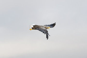 White-tailed Eagle (Haliaeetus albicilla) flying and screaming, Norway