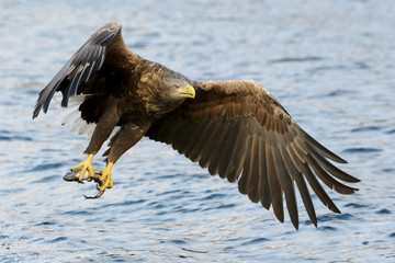 White-tailed Sea Eagle (Haliaeetus albicilla) catching fish. Norway
