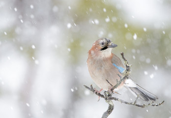 Jay (Garrulus glandarius) perched at a branch during blizzard, Lauvsness, Flatanger, Norway.