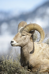 Bighorn Sheep (Ovis canadensis) male, ram, portrait, Yellowstone national park, Wyoming Montana, USA.