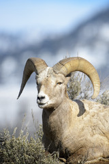 Bighorn Sheep (Ovis canadensis) male, ram, portrait, Yellowstone national park, Wyoming Montana, USA.