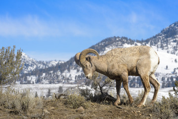 Naklejka premium Bighorn Sheep (Ovis canadensis) male, ram, standing on ridge, Yellowstone national park, Wyoming Montana, USA.