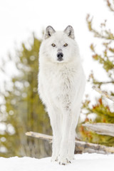 Obraz premium Gray timber wolf (Canis lupus), standing in snow.