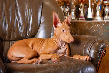 Pharaoh beautiful dog on the background wall