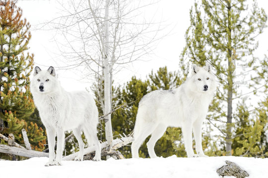 A pair gray timber wolf (Canis lupus), standing in snow, looking at camera.