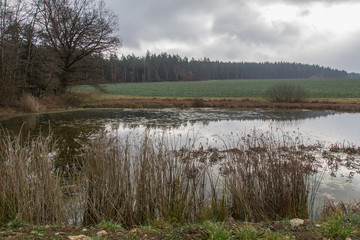 pond in autumn