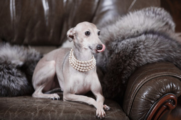 Italian greyhound dog lying on the couch