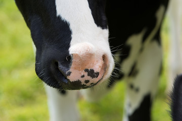 cows nose closeup