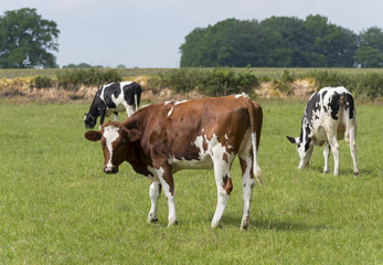 Fototapeta na wymiar frisian cows in a meadow
