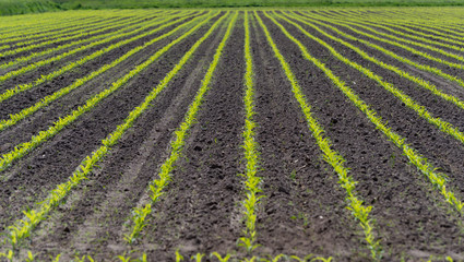 rows young corn © hansenn