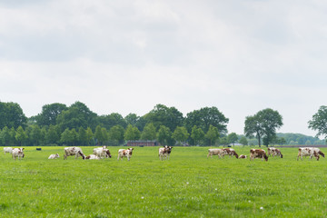 Fototapeta na wymiar cows in dutch landscape