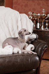 Italian greyhound dog lying on the couch