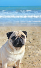 Obraz premium Pug dog is a young thoroughbred sitting on his hind legs on the beach and looks into the distance. Blurred background of sky and sea