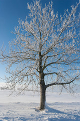 Fototapeta na wymiar lone tree on blue sky in winter