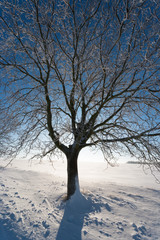 lone tree in winter morning