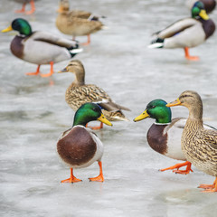 Stockente auf dem Eis eines Teich