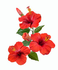 red hibiscus flowers and buds - obrazy, fototapety, plakaty