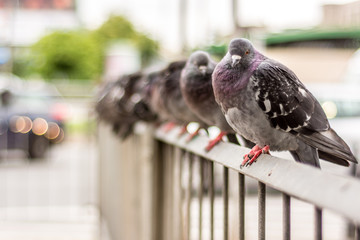 couple of pigeons sitting on railing - 137926294